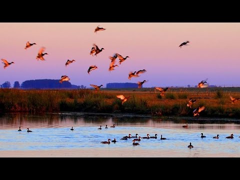 download lagu mp3 mp4 Hunting In Uruguay, download lagu Hunting In Uruguay gratis, unduh video klip Hunting In Uruguay