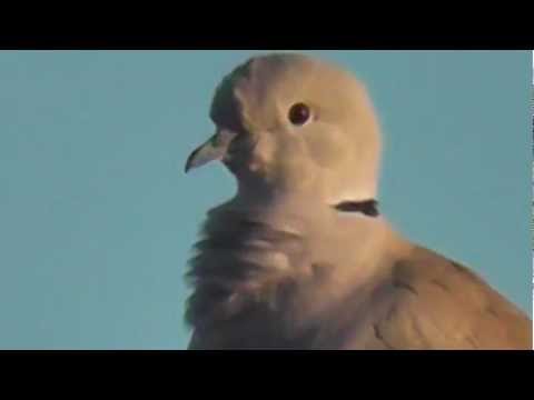 HD Noisy Singing Red Winged BlackBirds Flock Mourning Dove Cute Pigeon Music 01 03 2013