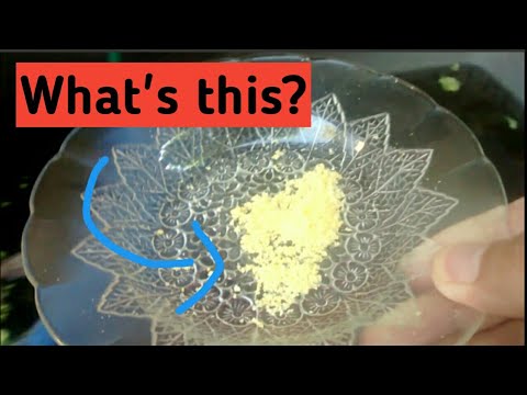 download lagu mp3 mp4 Guppy Food Homemade, download lagu Guppy Food Homemade gratis, unduh video klip Guppy Food Homemade