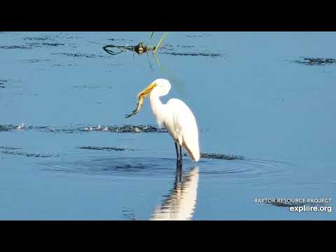 Mississippi River Flyway:  Great Egret swallow fish