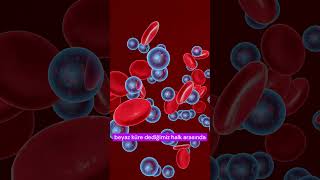 Hemataloji Nedir? Hangi Hastalıkları Bakar?     #hematolojiistanbul #h