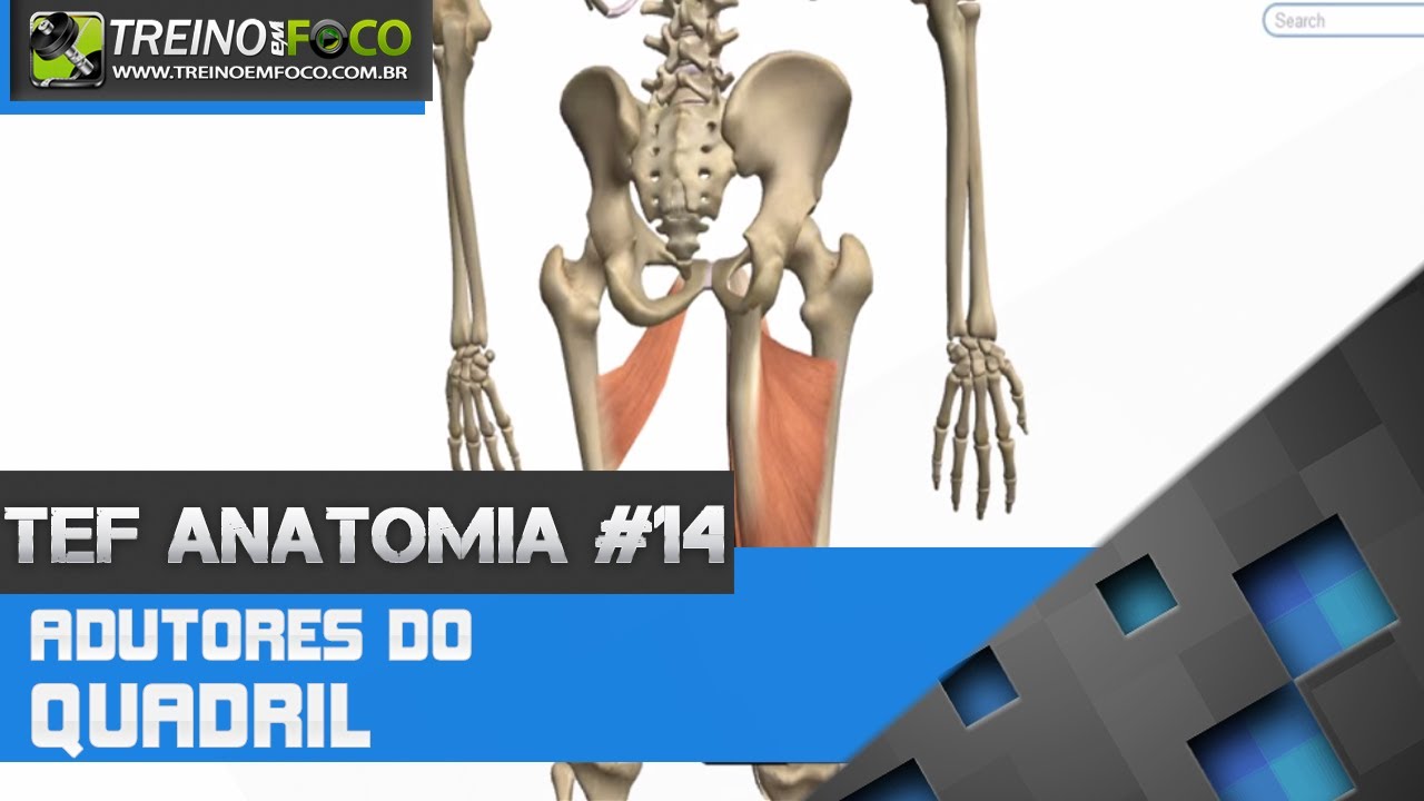 Treino em FOCO Anatomia #14 - Adutores do Quadril