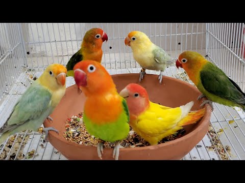 Lovebird Agapornis Fischer sounds