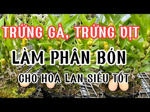 Trứng Gà, Trứng Vịt Làm Phân Bón Cho Hoa Lan Rừng Siêu Tốt, Nhiều Hoa-LAN RỪNG LÂM ĐỒNG