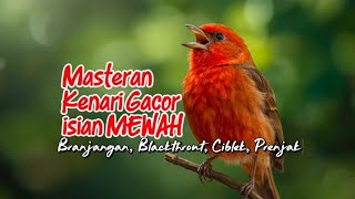 Download lagu Masteran Kenari Gacor ISIAN MEWAH Branjangan, Blackthrout, Ciblek, Prenjak, MASTERAN Kenari Paud mp3