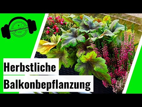 Folge 2 - Herbstliche Balkonbepflanzung -  inkl. GartenCenter und Pflanzungen (2023) #herbst