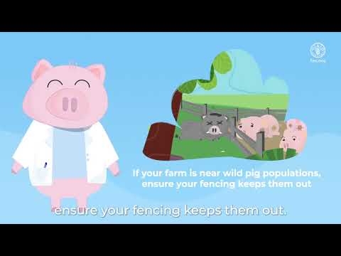 African swine fever: protect wild pigs, protect all pigs!