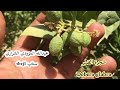 شجرة الضبر Dobera Glabra ثمارها وطريقة زراعتها