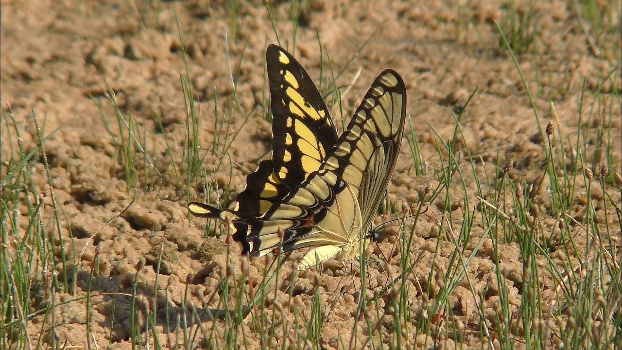 Farfalla coda di rondine reale Papilio thoas che vola in habitat tropicale mostrando ali gialle e nere con motivi
