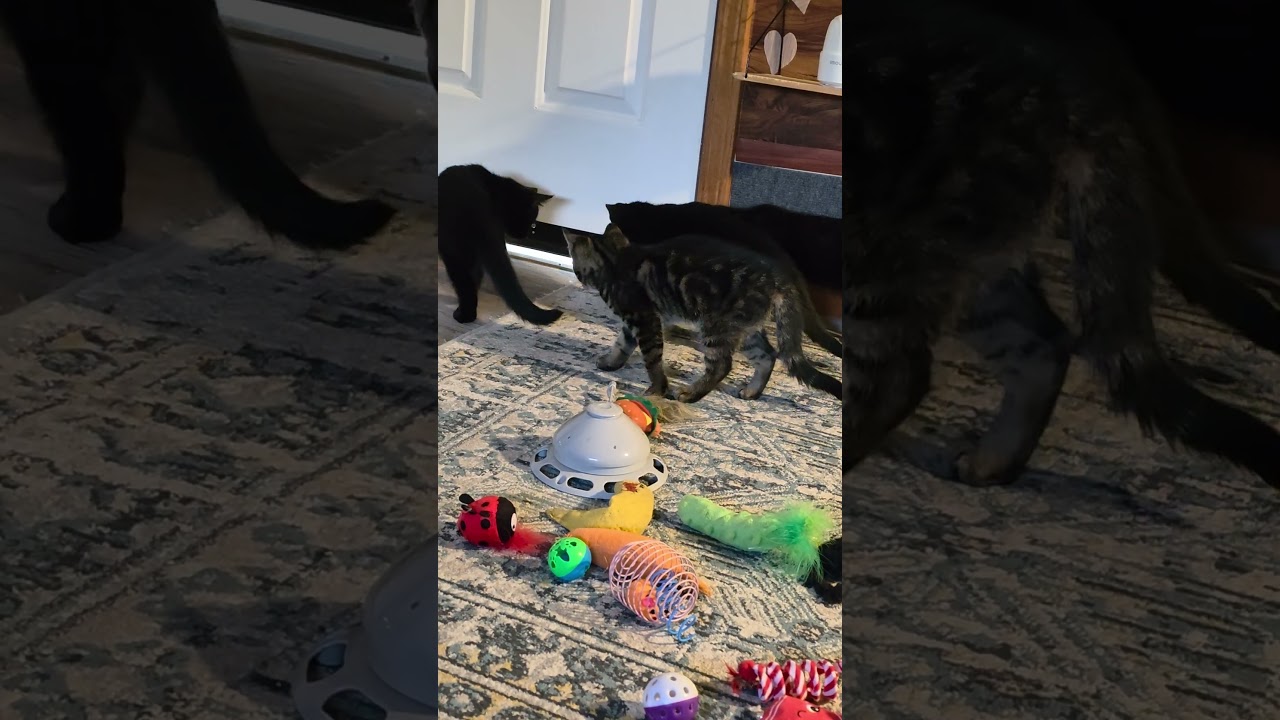 Taylor, a ADOPTABLE Domestic Short Hair in Jamesville, NY video 5/5