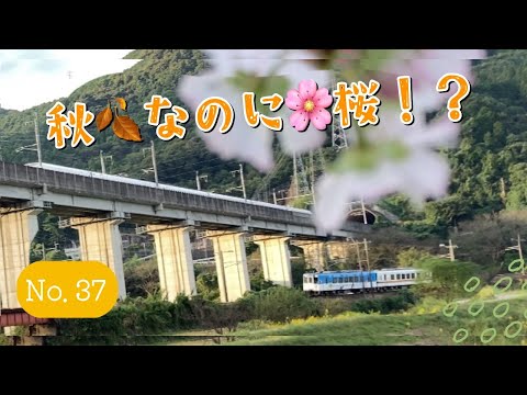 Não 37 “Flores de cerejeira” em 4K florescem mesmo sendo outono! Uma praia refrescante e cheia de abertura! Um vídeo luxuoso só para você que curte a natureza, as quatro estações e as coincidências só para você!