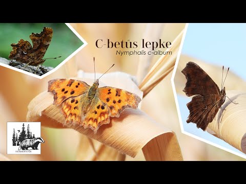 C-betűs lepke