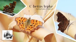 C-betűs lepke – fajismertető videó