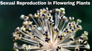 CBSE Class 12 Biology  Sexual Reproduction in Flow