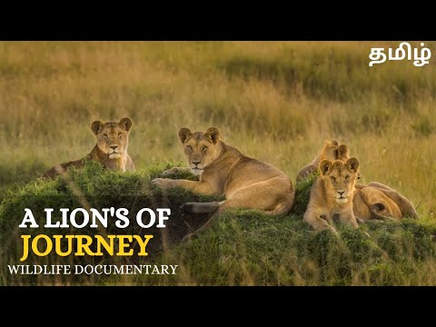 A Lion's Of Journey