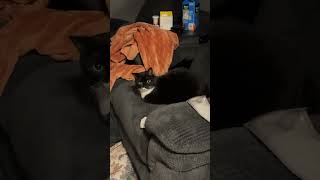 Download lagu Just Werm #catoftheday #cat #cats #catlovers #cutecat @bbootyyy_ mp3