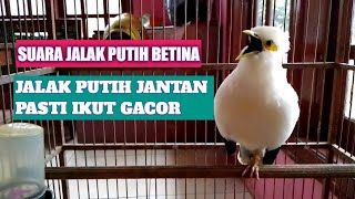 Download lagu Suara jalak putih betina gacor, jalak manapun pasti nyaut dengar suara ini.!! mp3