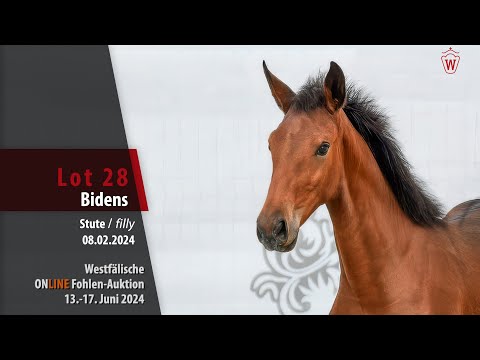 ONLINE Fohlen-Auktion Lot 28 Bidens Stute v. BingoBoy - Dibadu L