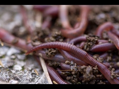 Composting Tips & Tricks | Planet Natural