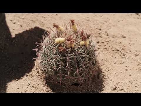 image-Does cactus have water inside it?