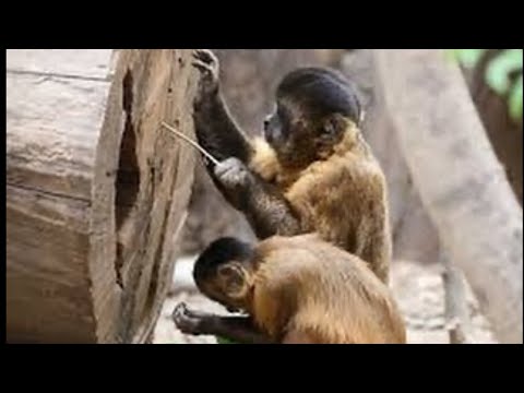 Italian Food vs Little Caesars