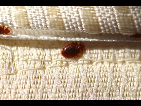 Tech Talk: All About Bed Bugs