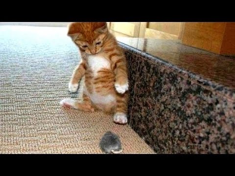 Startled Cats Compilation