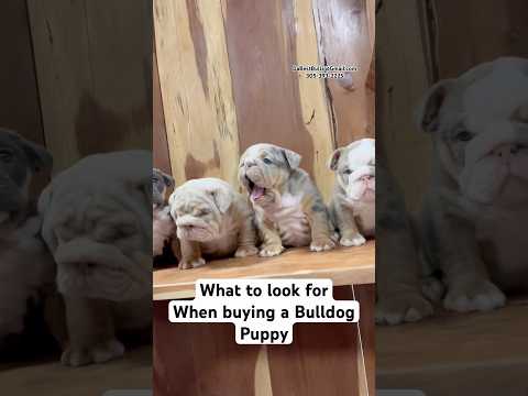 Self Defense Revolver Reviews: Charter Arms Bulldog Gun Review