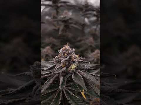 🍊 Orange Bud 2.0 by @DutchPassionAmsterdam  #homegrown #cannabiscontent #cannabisdaily