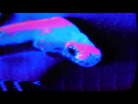 my first track with the ASM Hydrasynth Explorer