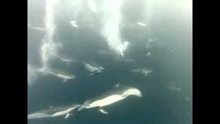 preview picture of video 'Africa Sharks, Dolphins, Whales with Calves: Sardine Run. Video by Craig Capehart'