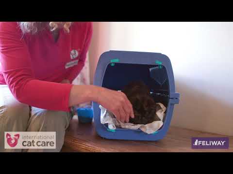 Encouraging your cat to be happy in a cat carrier