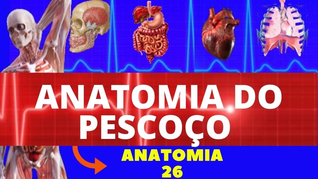 ANATOMIA DO PESCOÇO (ANATOMIA HUMANA) - ESTRUTURAS DO PESCOÇO E ANATOMIA