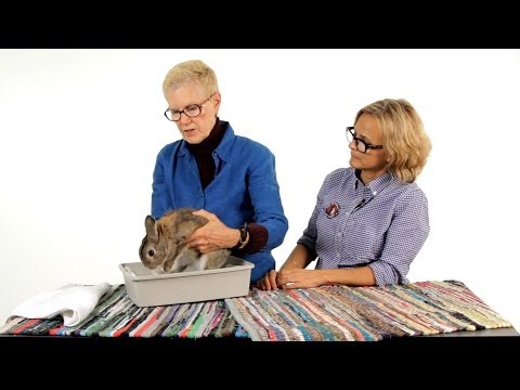 YouTube video about: Can rabbits have sand baths?