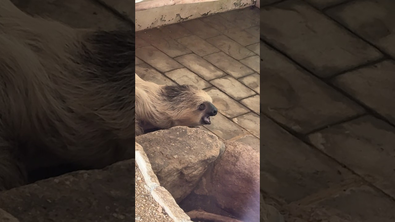 ナマケモノをナマケて地べたでご飯も食べてるナマケモノの子供 #アドベンチャーワールド #ハッチ