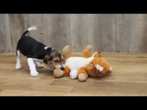Ready to know what puppy love really is? Then meet Teddy! This handsome boy will steal your heart