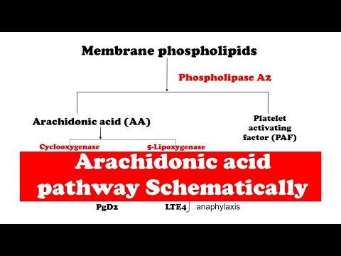 아라키돈산 Arachidonic Acid - : 최신 백과사전, 뉴스, 리뷰 및 연구