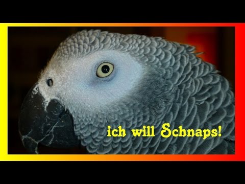 SPRECHENDER  PAPAGEI  WILL SCHNAPS TRINKEN !