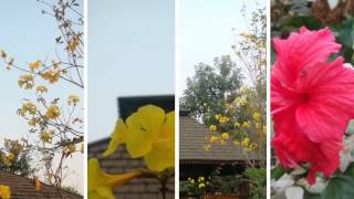 The Girl In The Pith Helmet