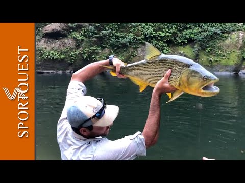 Fly Fishing for 20LB Golden Dorado in Bolivia