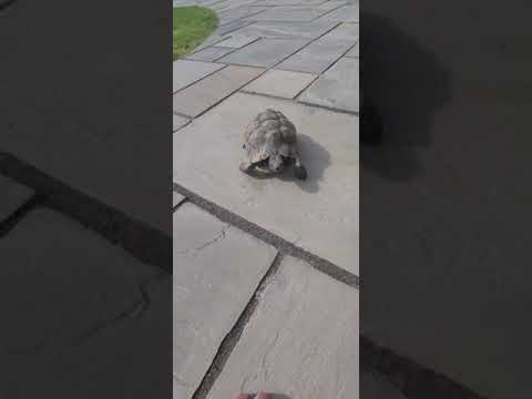 my new little friend keep rolling