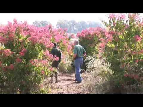 download lagu mp3 mp4 Heptacodium Miconioides, download lagu Heptacodium Miconioides gratis, unduh video klip Heptacodium Miconioides