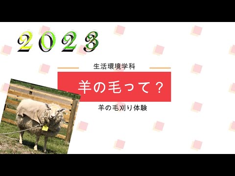 健康栄養学科 【生活環境学科】羊の毛って？ 羊の毛刈り体験 2023