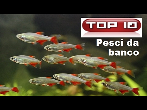 In che il parassita differisce dalla persona Se a causa di parassiti i capelli possono abbandonare