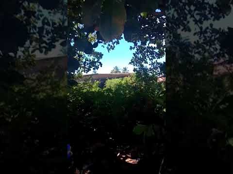 a lenda do apicultor 💀.