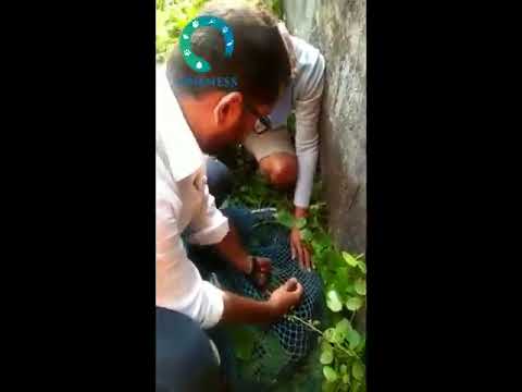 Success story ❣️ - A net was stuck around the dogs body