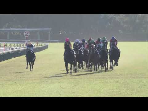 2020 Kikuka Sho (Japanese St Leger) Grade 1 3000m