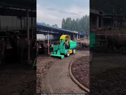 Automated Cow Farm in China Makes MILLIONS Growing Mushrooms! 🍄💰
