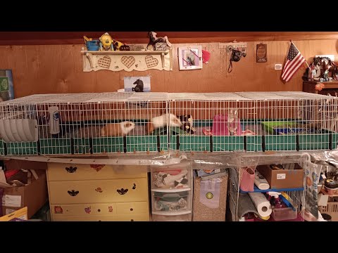 My Morning Routine With The Guineapigs!