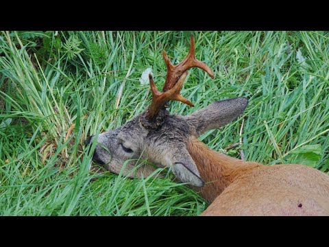 Rehbock in Ostpreußen